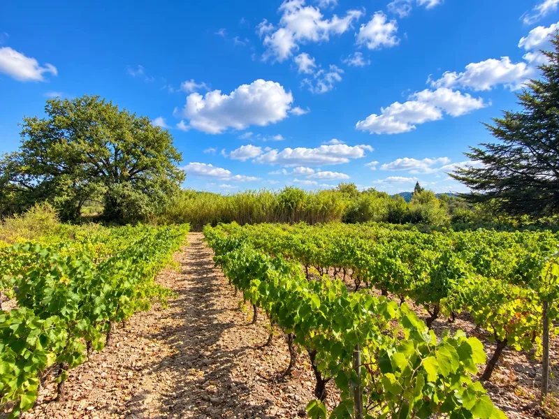 Provençal stone Bastide with private vineyards in Cogolin